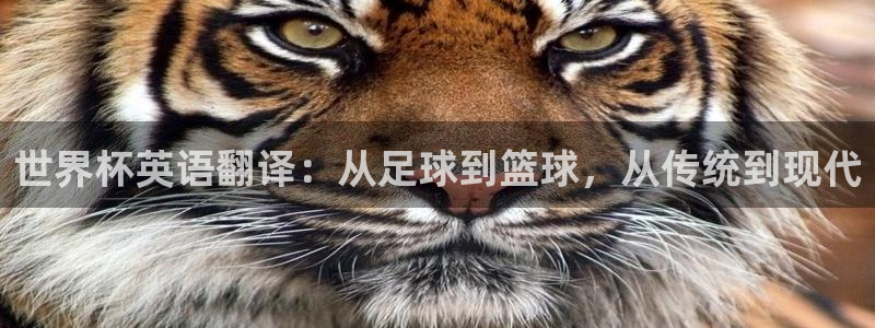 2026世界杯官网入口:世界杯英语翻译:从足球到篮球,从传统到现代