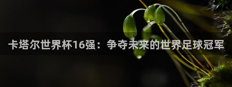 世界杯女足直播:卡塔尔世界杯16强:争夺未来的世界足球冠军